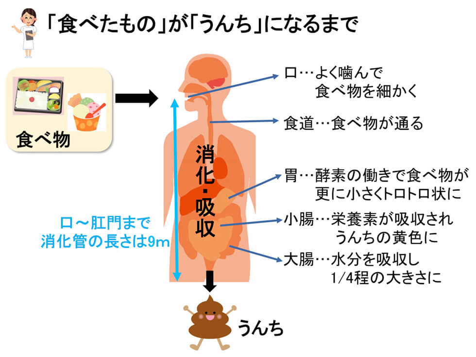 「食べたもの」が「うんち」になるまで