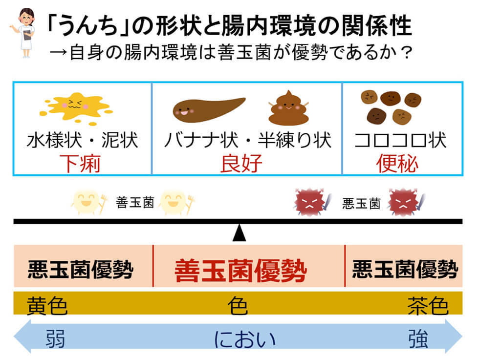 うんちの形状と腸内環境の関係性